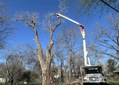Affordable Local Tree Service