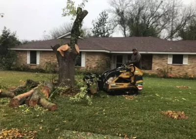 Affordable Tree Removal