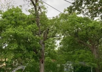 Detailed Tree Trimming
