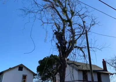Excellent Tree Trimming