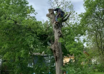 Exceptional Tree Trimming