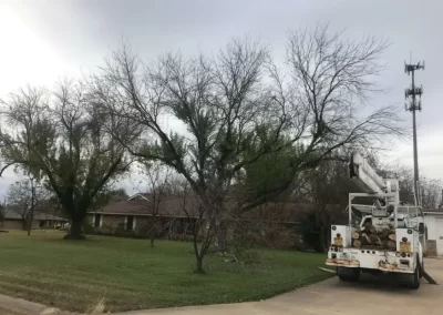 High-quality Tree Trimming