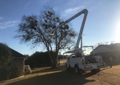 Top-notch Tree Trimming