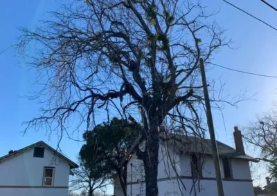 Trusted Local Tree Service