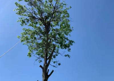 Trusted Tree Trimming