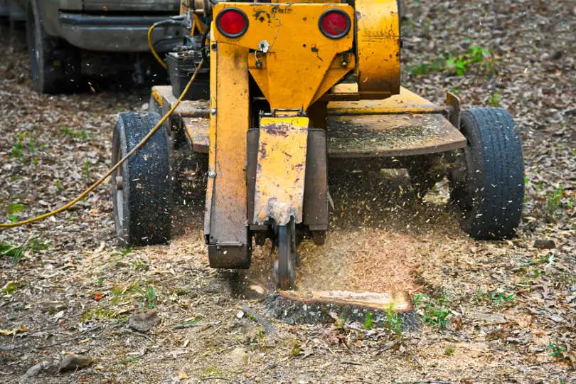 Can Stump Grinding Improve Yard Drainage Issues in Waco TX