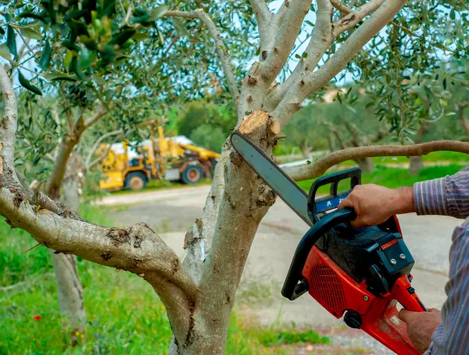 How Regular Tree Trimming Prevents Property Damage Waco TX