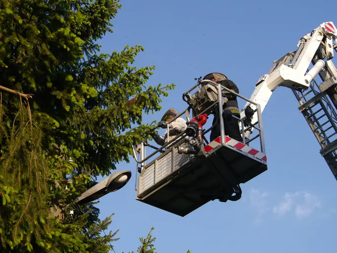 How Regular Tree Trimming Prevents Property Damage in Waco TX
