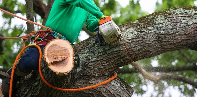 Why Timing Matters For Effective Tree Trimming Waco TX