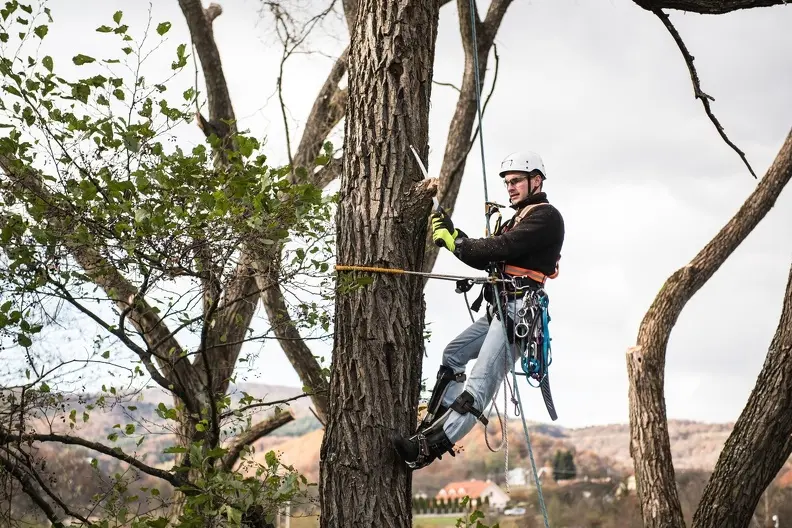 Why Timing Matters For Effective Tree Trimming in Waco TX