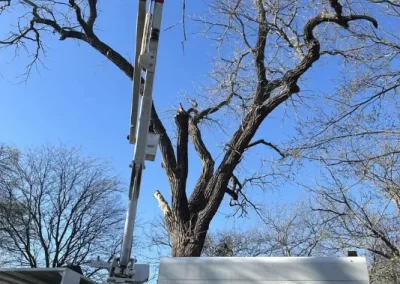 Dependable Tree Service