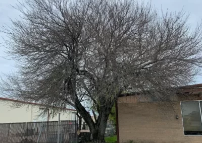 Professional Tree Service