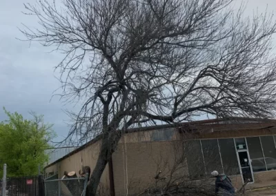Reliable Tree Service