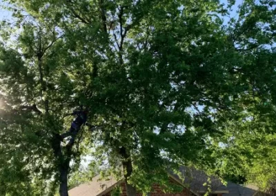 Top-notch Tree Service